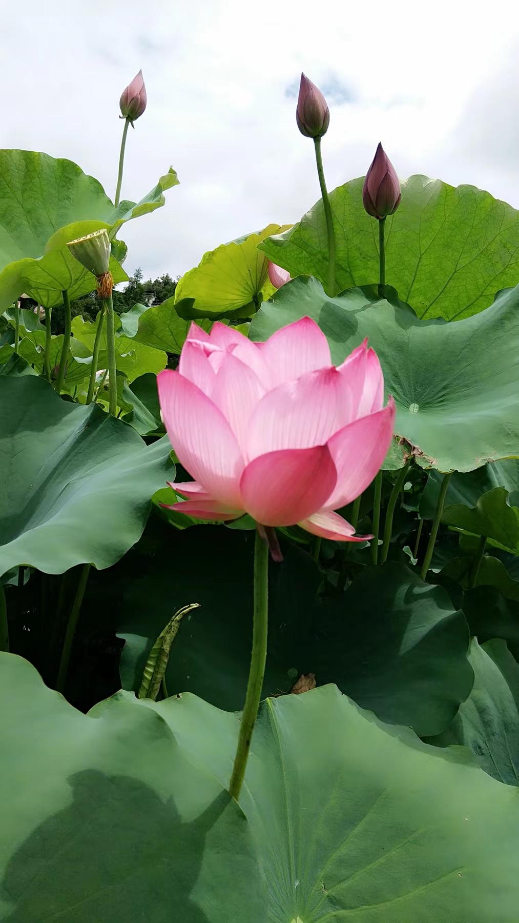 http://www.baoshuchang.com/hsdt/221.html